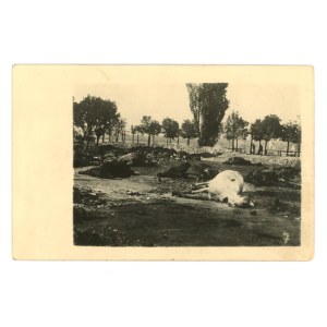 Warszawa, wrzesień 1939 r. - Trup konia (1011)