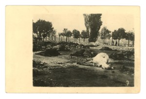 Warsaw, September 1939. - The corpse of a horse (1011)