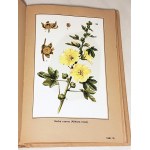 VERDMON - CURATION OF PLANTS publ. 1936 planches en couleurs