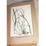 VERDMON - CURATION OF PLANTS publ. 1936 planches en couleurs