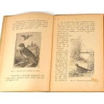 BUCKLEY - ŻYCIE W LESIE W POLU chromolitografie