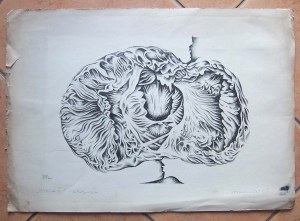 Stanisław Mrowiński: Dynia II, litografia 1965, 35x50 cm