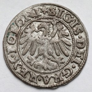 Sigismund I the Old, Szeląg Gdansk 1546