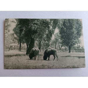 POSTCARD BISON, BISON, PUBLISHING HOUSE T-WA ORPHAN NESTS WYDZ OFIARA NA ZAWODOWE KŁACENIE WARSAW FOT PODDĘBSKI