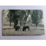 POSTCARD BISON, BISON, PUBLISHING HOUSE T-WA ORPHAN NESTS WYDZ OFIARA NA ZAWODOWE KŁACENIE WARSAW FOT PODDĘBSKI