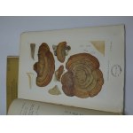 Mycologie tchèque Mycologie tchèque Mycologie tchèque 1965 Mycologie Fungi Mycologie tchèque