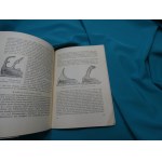 Insekten mit rätselhaften Verzierungen / Hermann Haupt Owady z zagadkowymi dekoracjami / Hermann Haupt.