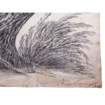 Unknown painter, Tree study