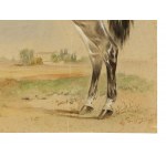 Horse portrait, Watercolor