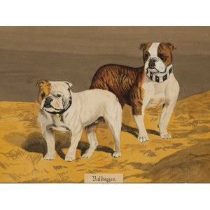Bulldogs, Watercolor on cardboard