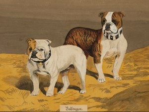 Bulldogs, aquarelle sur carton