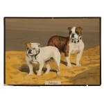 Bulldogs, Watercolor on cardboard
