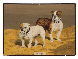 Bulldogs, aquarelle sur carton