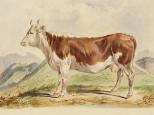 Bovin de Pusterwald, aquarelle