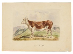 Bovin de Pusterwald, aquarelle
