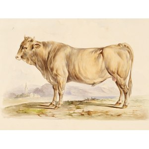 Bull, Watercolor