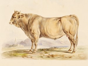 Taureau, Aquarelle