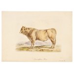 Bull, Watercolor