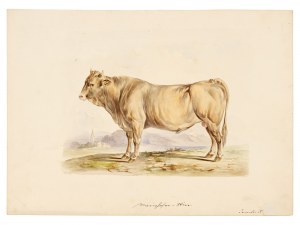 Taureau, Aquarelle