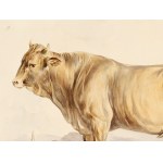 Bull, Watercolor
