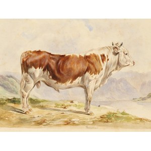 Pusterwald cattle, Watercolor