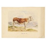 Pusterwald cattle, Watercolor