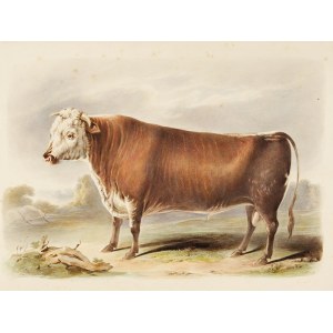 Hereford-shire, Watercolor