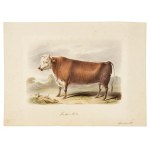 Hereford-shire, Watercolor