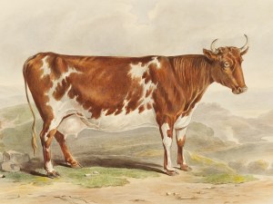 Vache, aquarelle