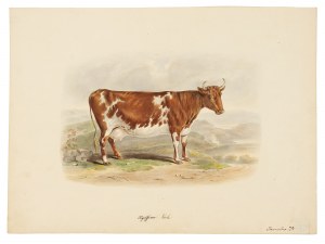 Vache, aquarelle