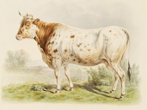 Ansbach cow or Triesdorf, Watercolor