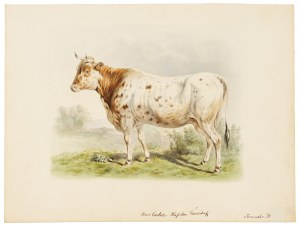 Ansbach cow or Triesdorf, Watercolor
