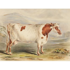 Shorthorn cow, Watercolor