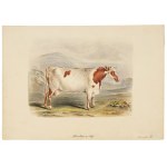Shorthorn cow, Watercolor