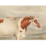 Shorthorn cow, Watercolor