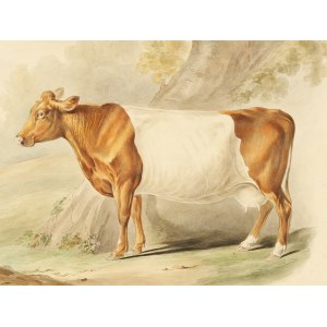 Suffolk cattle, Watercolor