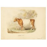 Suffolk cattle, Watercolor
