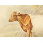 Suffolk cattle, Watercolor