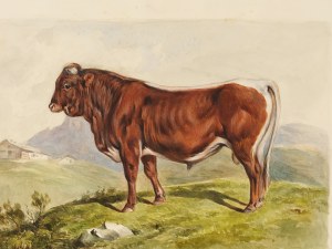 Pinzgauer, Aquarelle