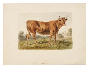 Simmenthaler, Aquarelle