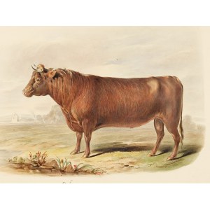 Devon-shire, Watercolor