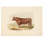 Devon-shire, Watercolor