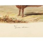 Devon-shire, Watercolor