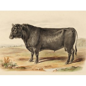 Angus bull, Watercolor