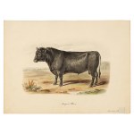 Angus bull, Watercolor