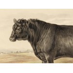 Angus bull, Watercolor