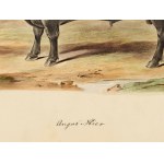 Angus bull, Watercolor