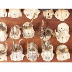 Cripples, Collection of overgrown antlers Around 1900