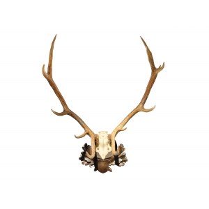 Hunting trophy, Stag