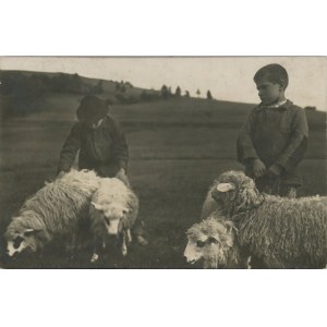 Podhale - Owce, ok. 1930.